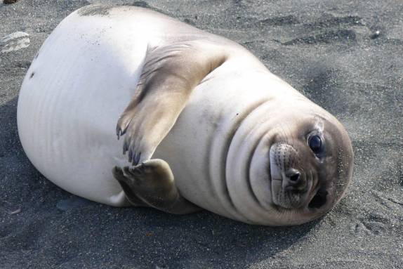 Um jovem elefante-marinho faz graça para o fotógrafo na praia de Gold Harbour, na Geórgia do Sul (foto de Wayne Purcell)